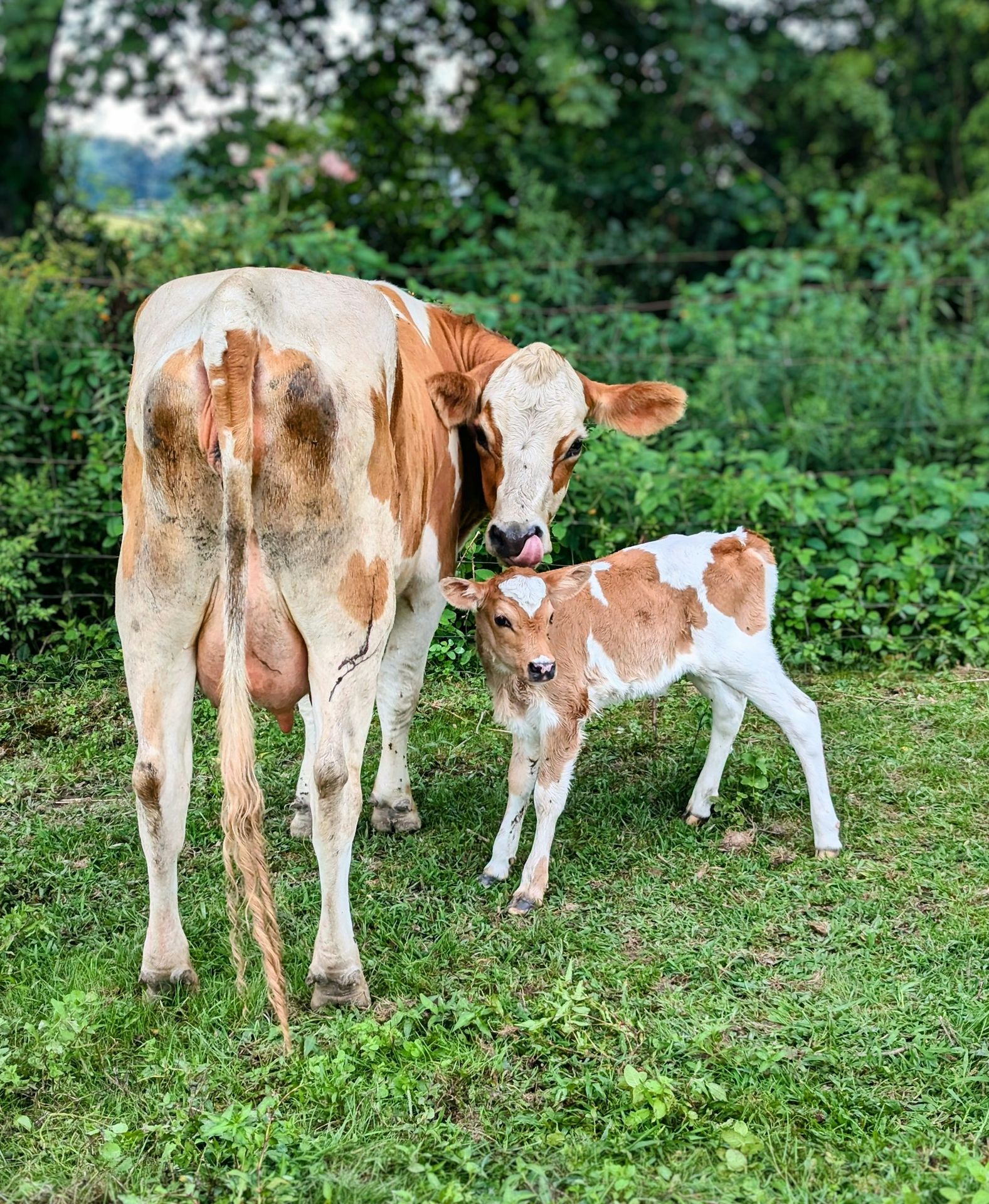 A brown and white cow standing next to a baby cow